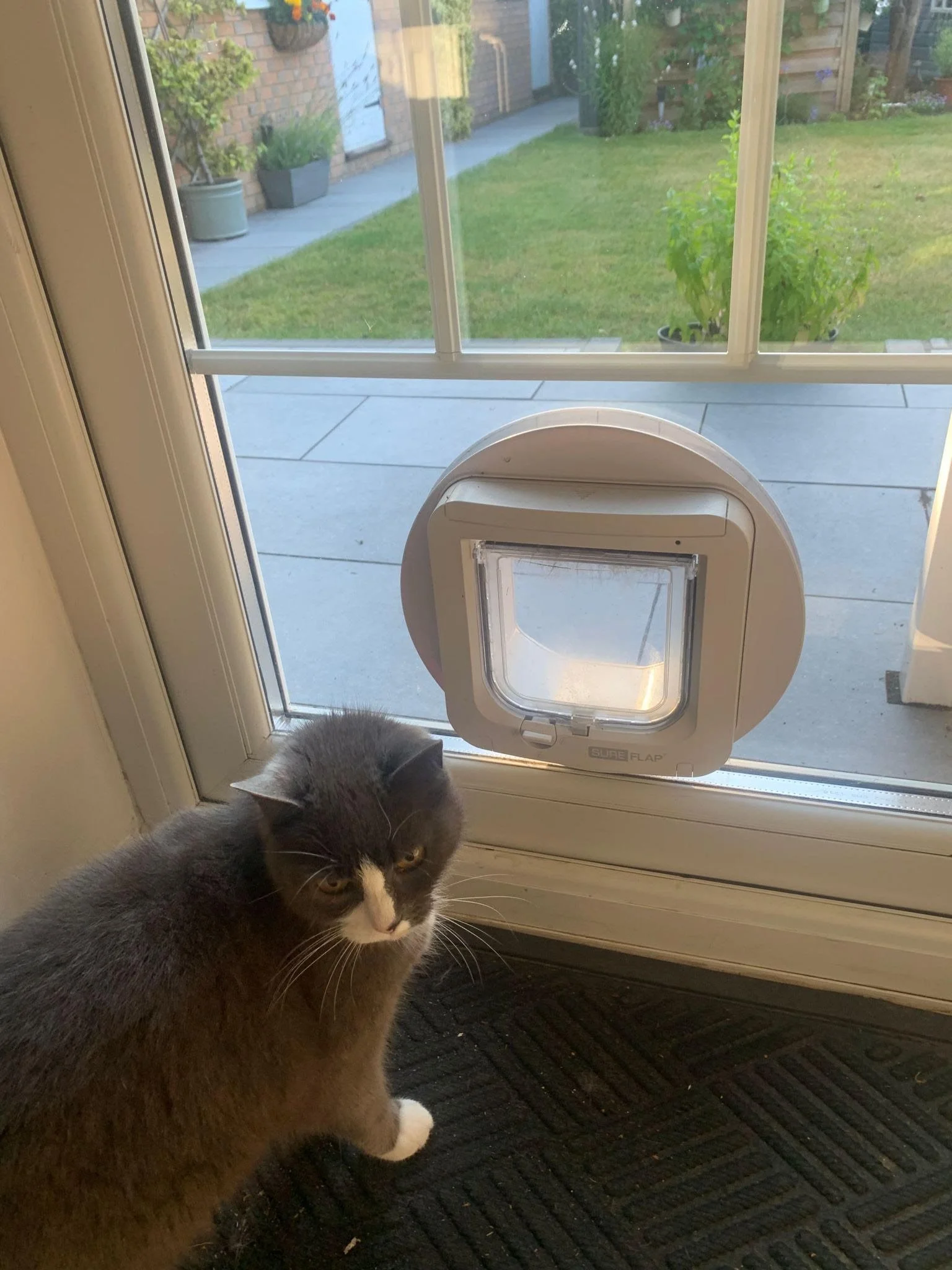 Double Glazed Cat Flaps